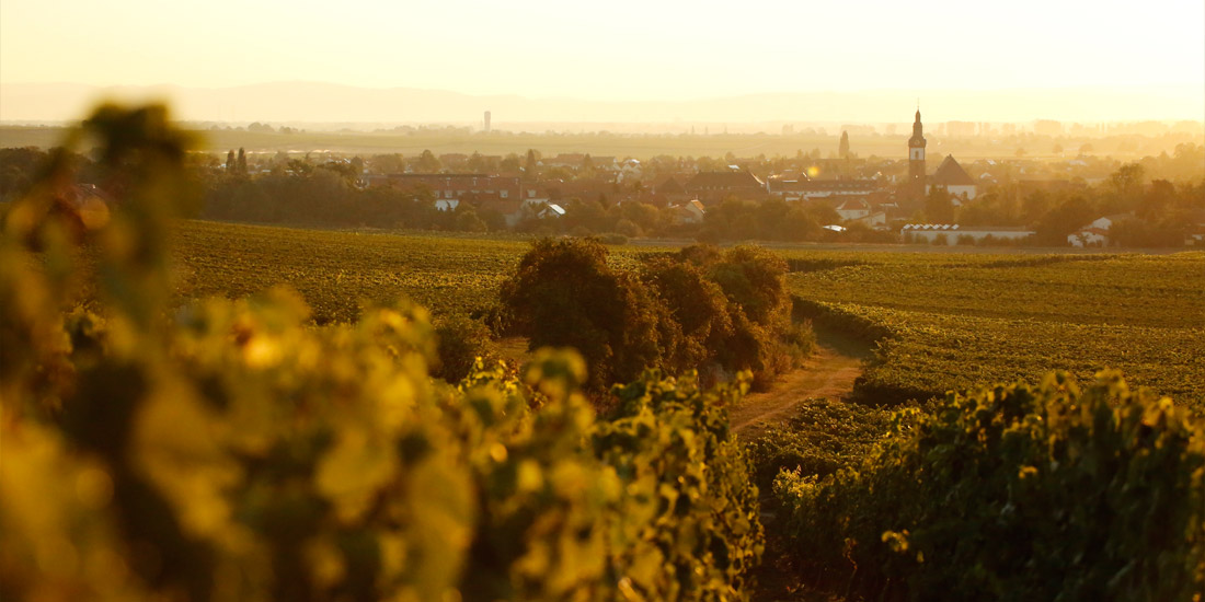 Weingut Jesuitenhof, Klaus Schneider