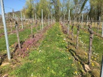 Wohnmobilstellplatz Weingut Seebach