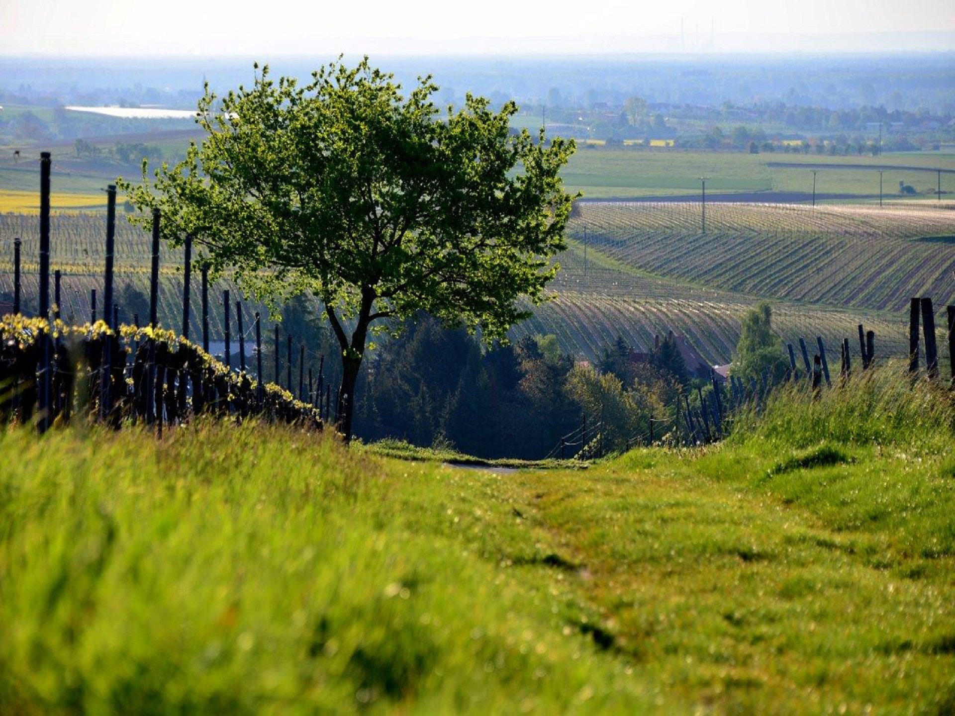 Wein- & Sektgut Bernd Grimm