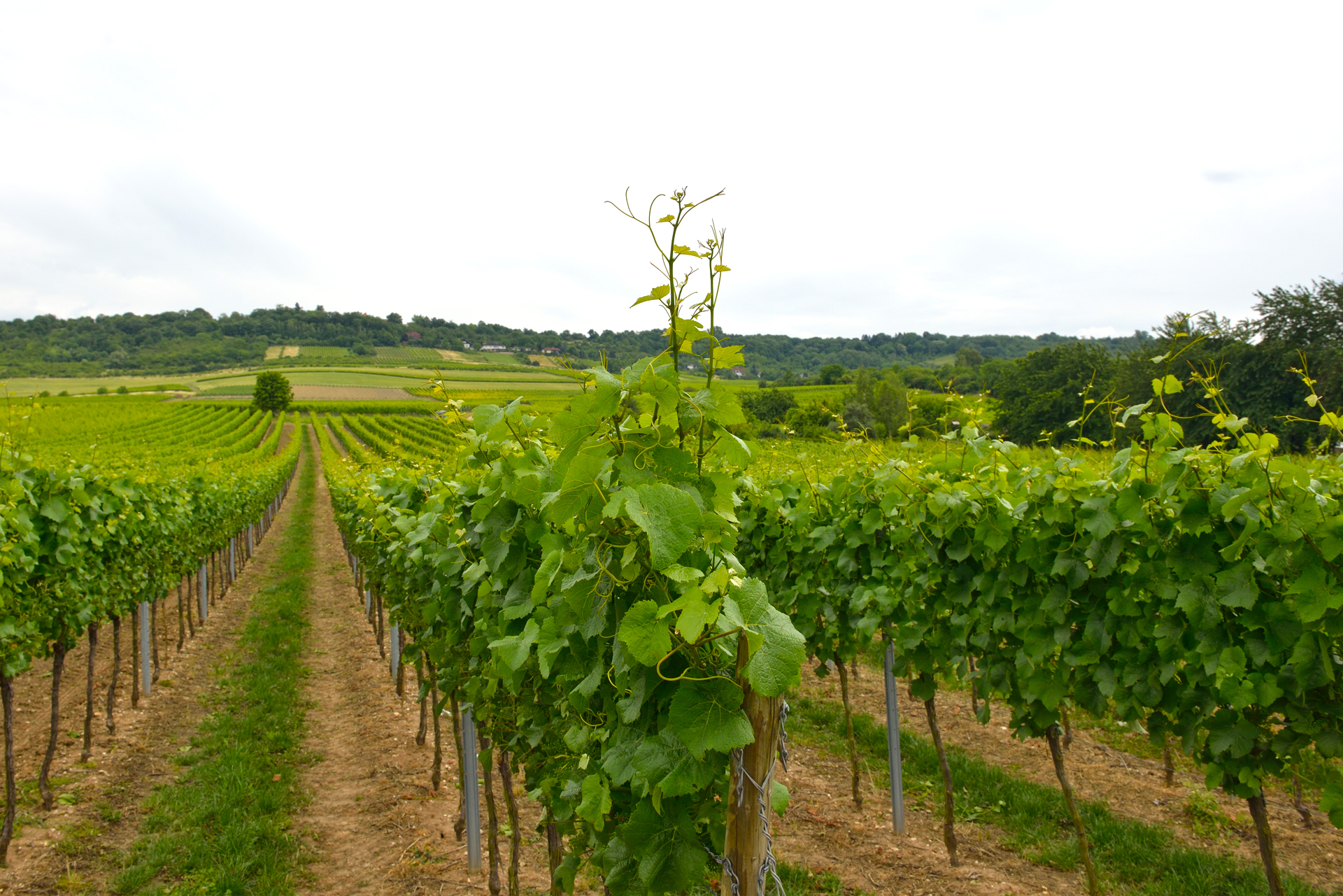 Weingut Stephan Bauer