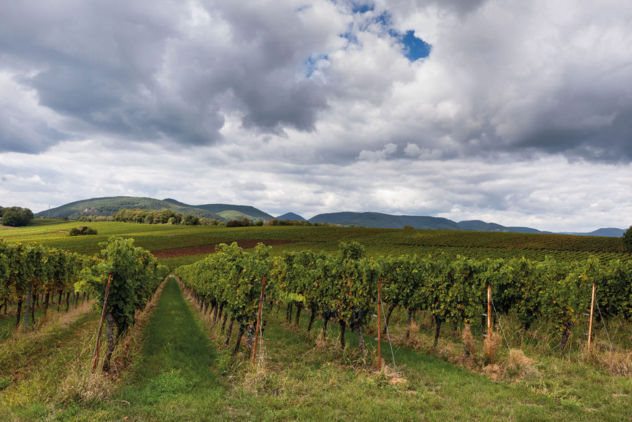 Weingut Mühlhäuser