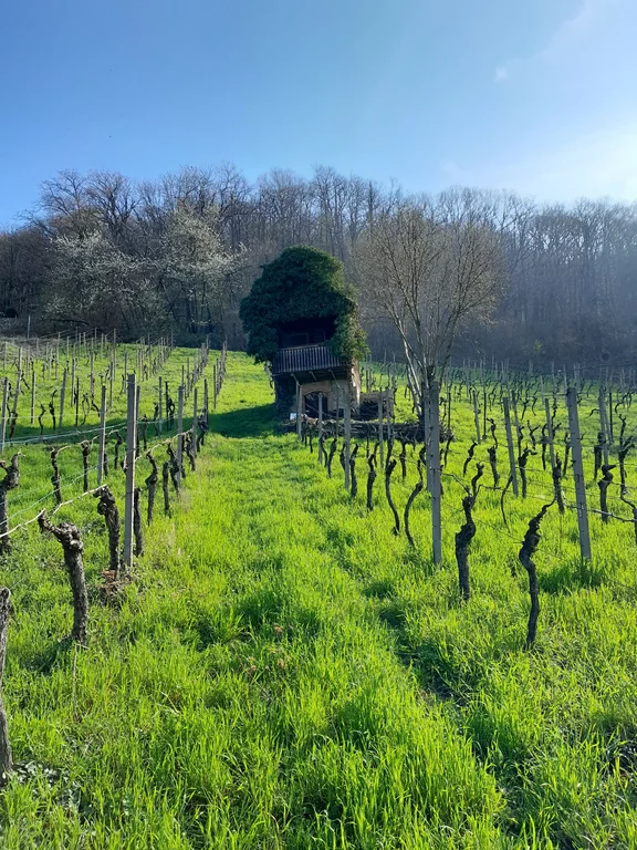 Weingut Chamäleon-Wein Konrad