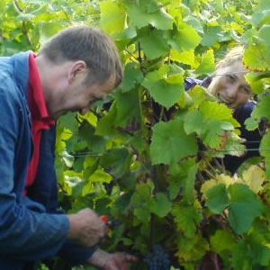 Weingut Klaus u. Ursula König