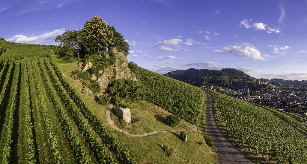Winzerkeller Hex vom Dasenstein eG