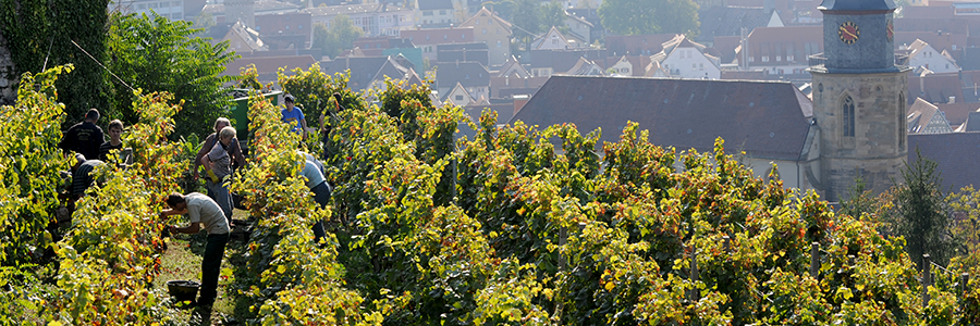 Weingut Nonnenmacher
