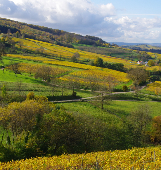 Winzergenossenschaft Britzingen Markgräflerland e.G.