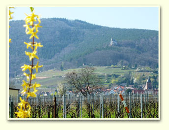 Weingut Eichhorn