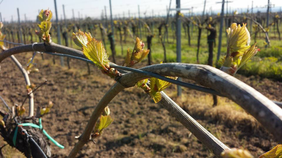 Weingut Rudolph GbR