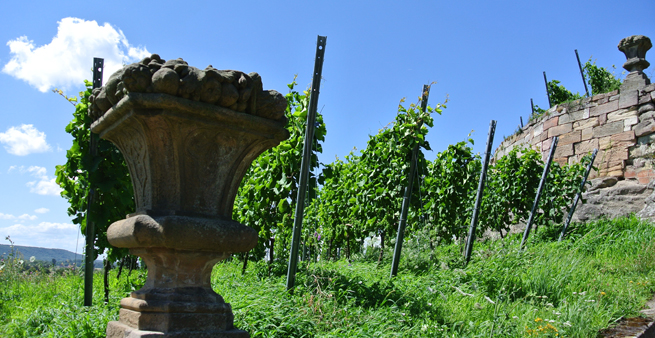 Weingut Steinauer Berg