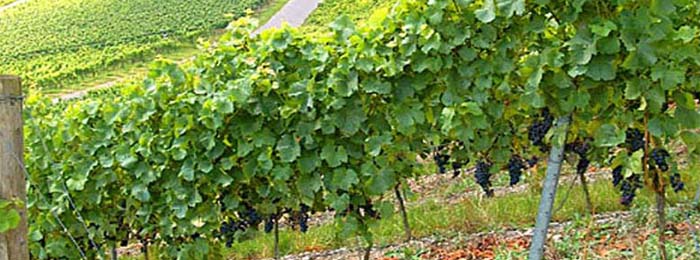 Winzerhof Oehm
