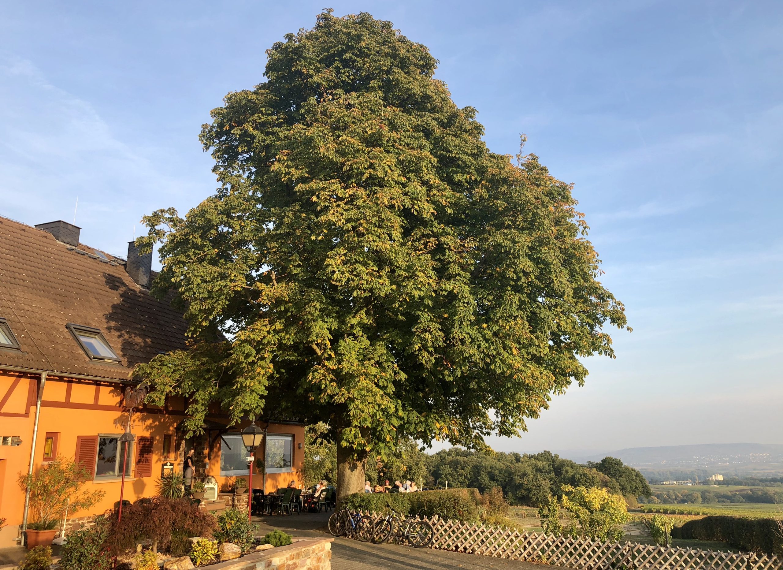 Weingut Hof Rheinblick