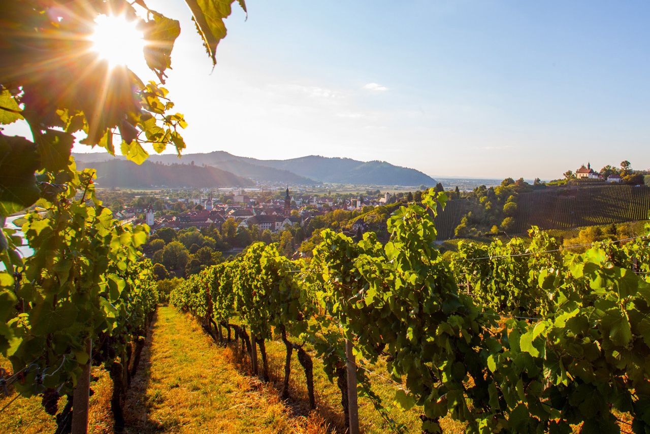 Weinmanufaktur Gengenbach-Offenburg eG