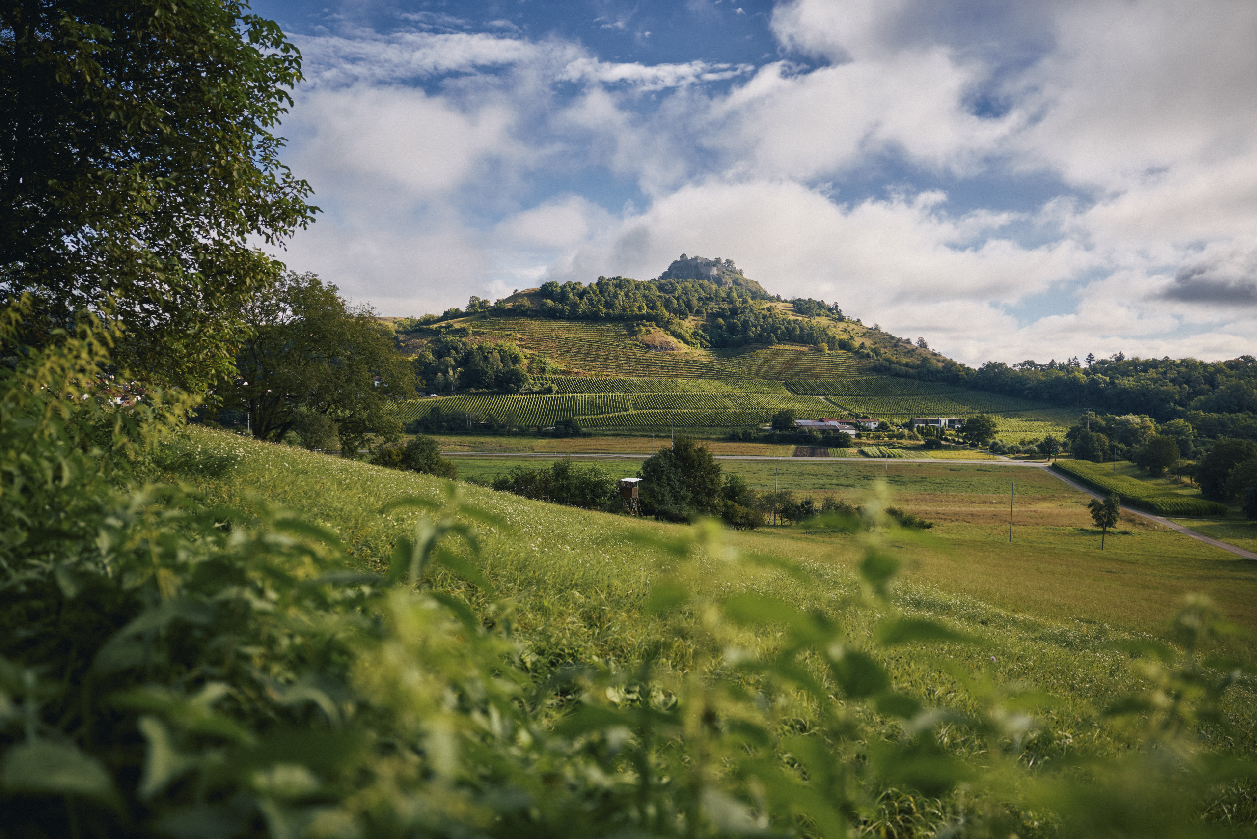 Weingut Vollmayer