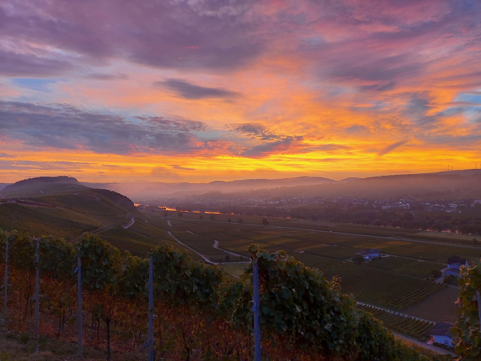 Weingut Ferres