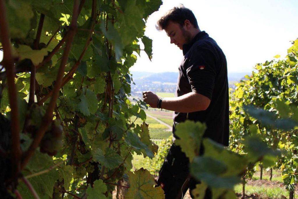 Weingut Agritiushof GbR, Alfred u. Jonas Kirchen