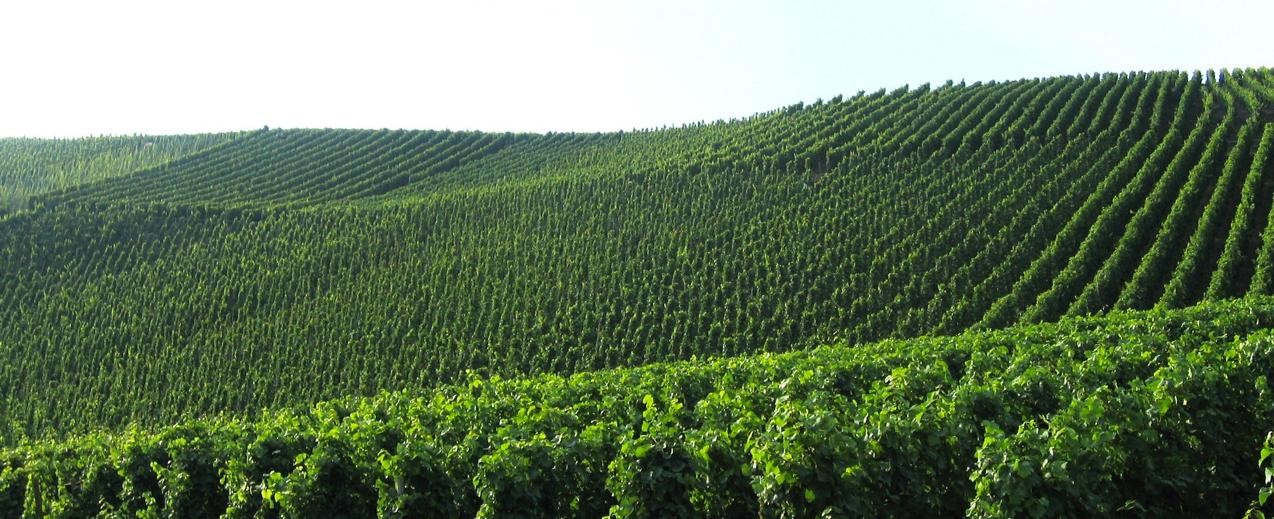 Weingut Schneider