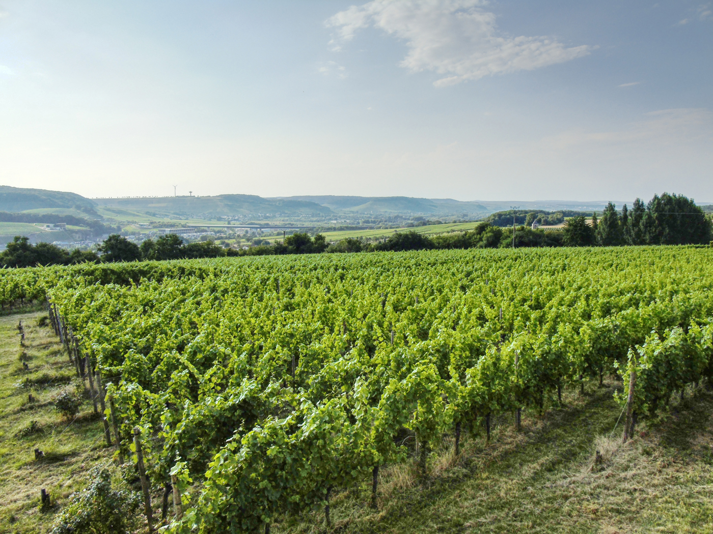 Weingut Willy Hartmann