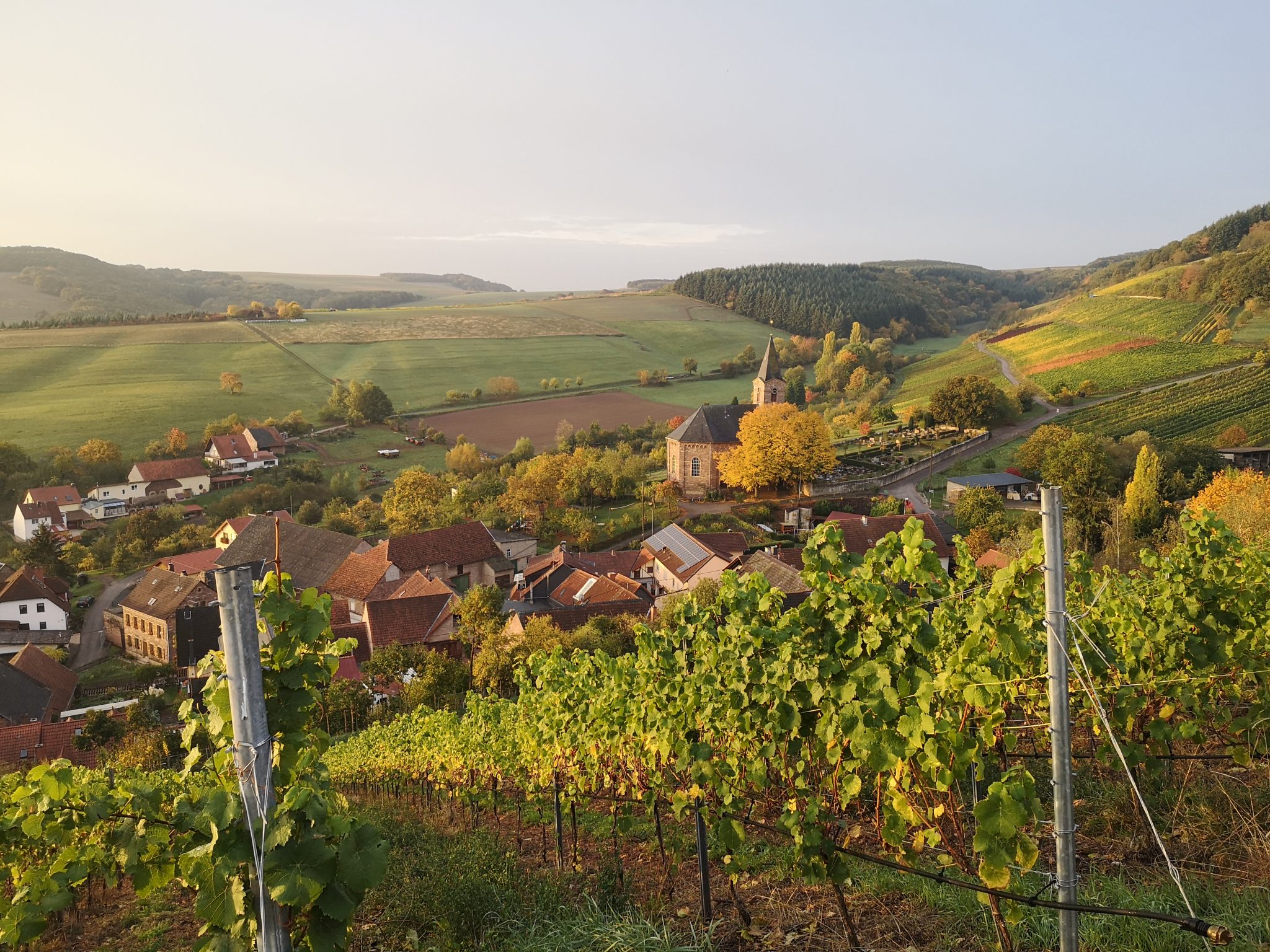 Weingut Theis