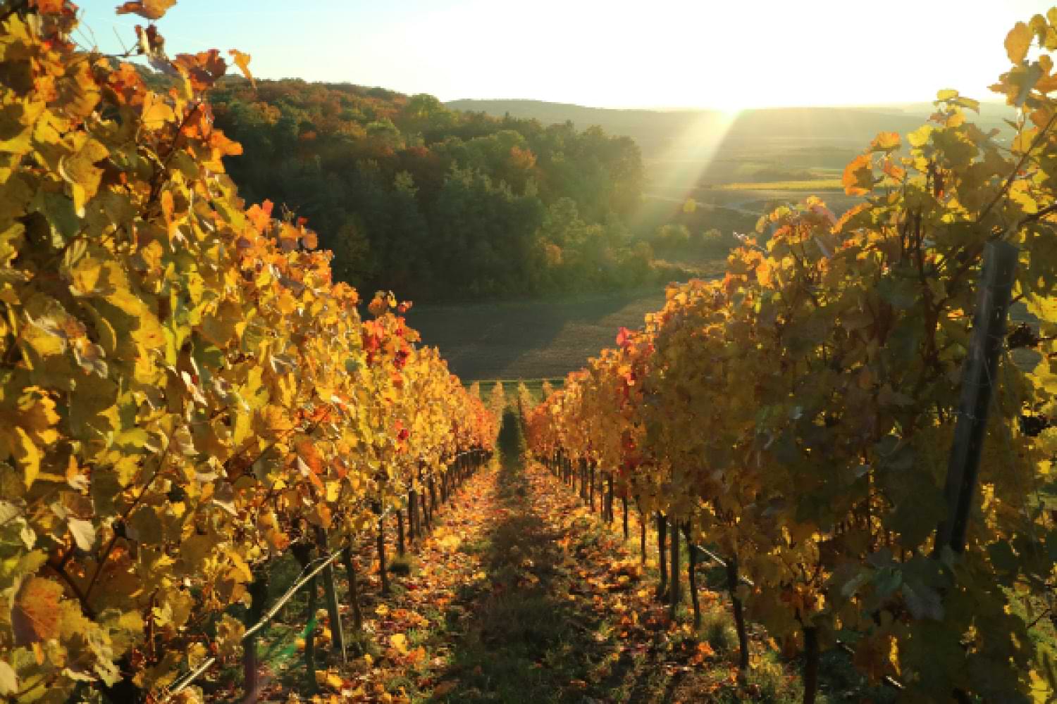 Weingut Loos