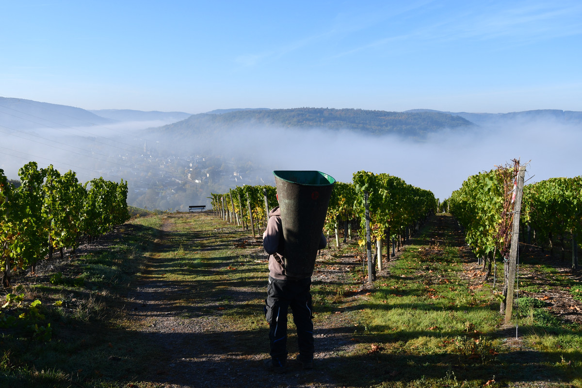 Weingut Johann Koch