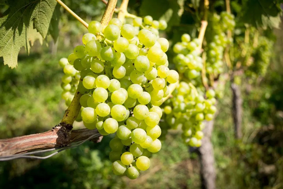 Weingut Herrenhof