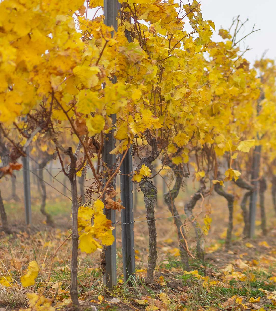 Weingut Mattern