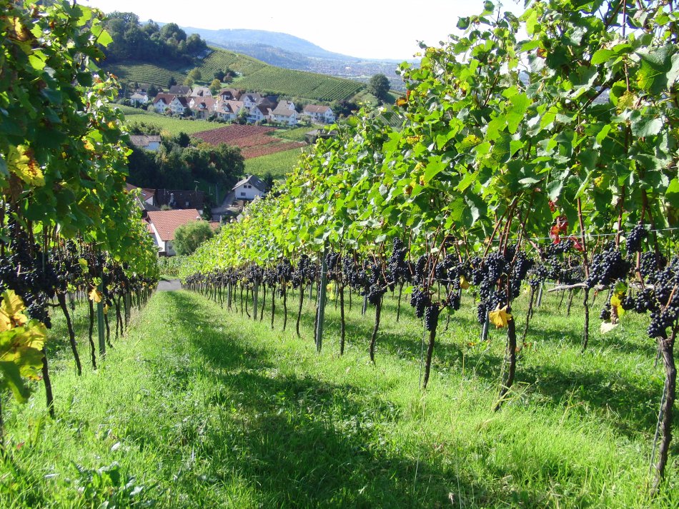 Familien-Weingut Renner