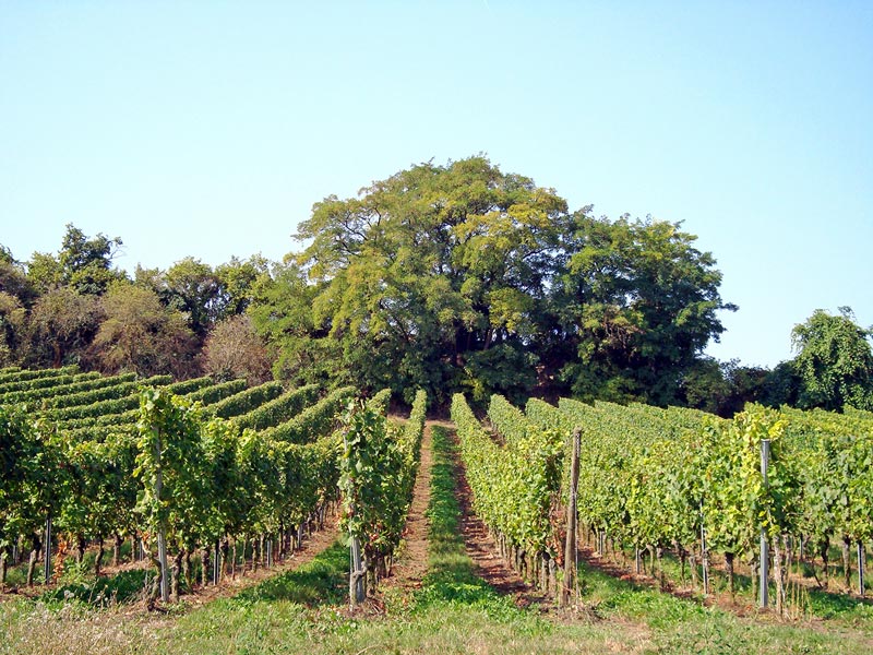 Weinmanufaktur Arnsteiner Gült