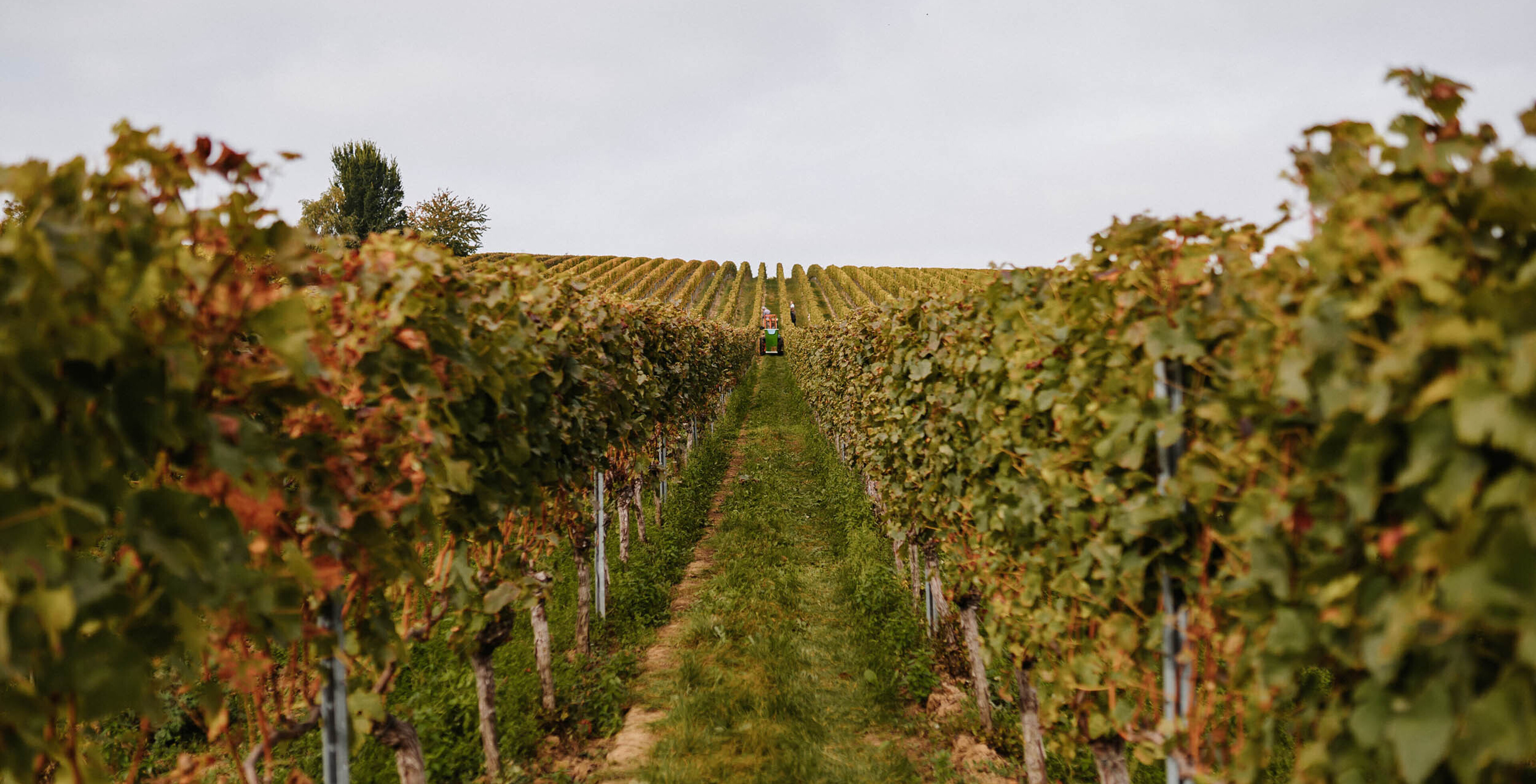 Weingut Petri