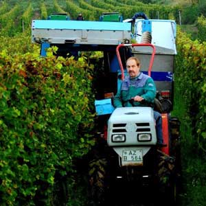 Weingut Giessen
