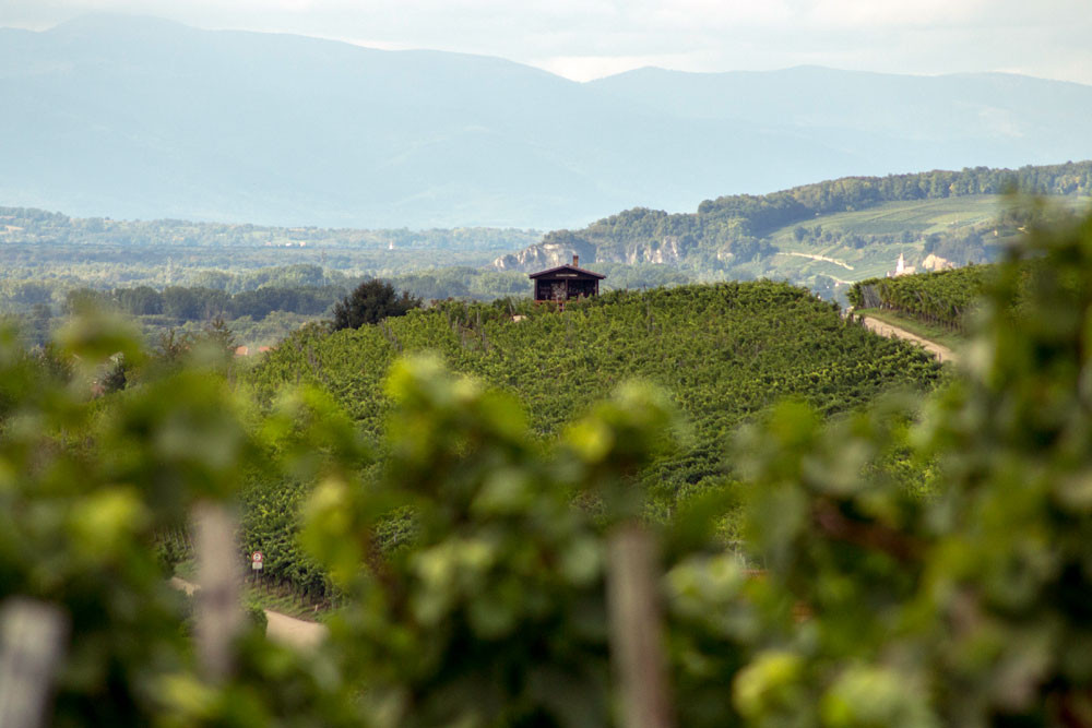 Weingut Röschard