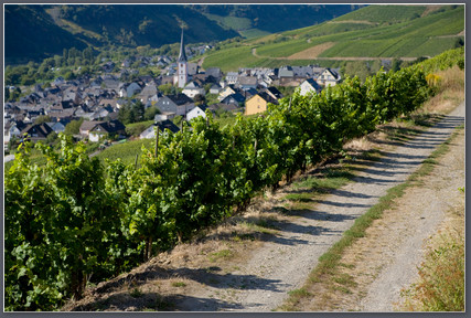 Weingut Immich-Spier