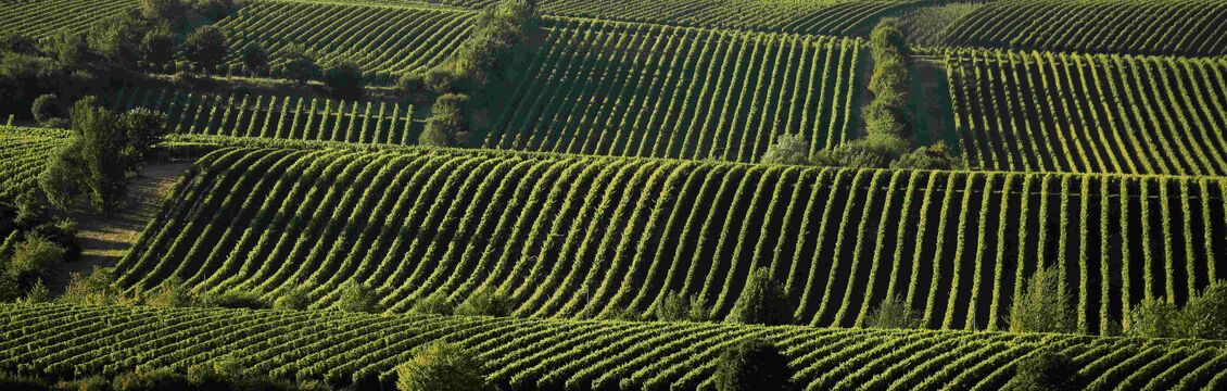 Weingut Bohnenstiel