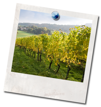 Weingut Besant