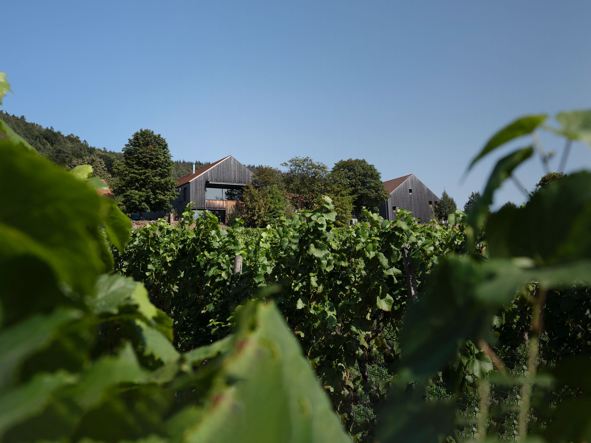 Weingut Rudolf Fürst