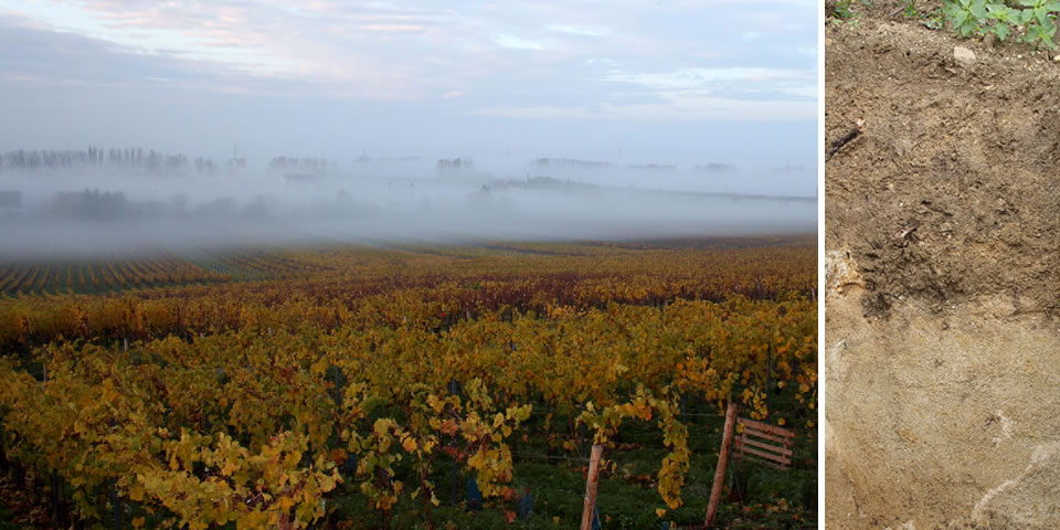 Domdechant Werner'sches Weingut