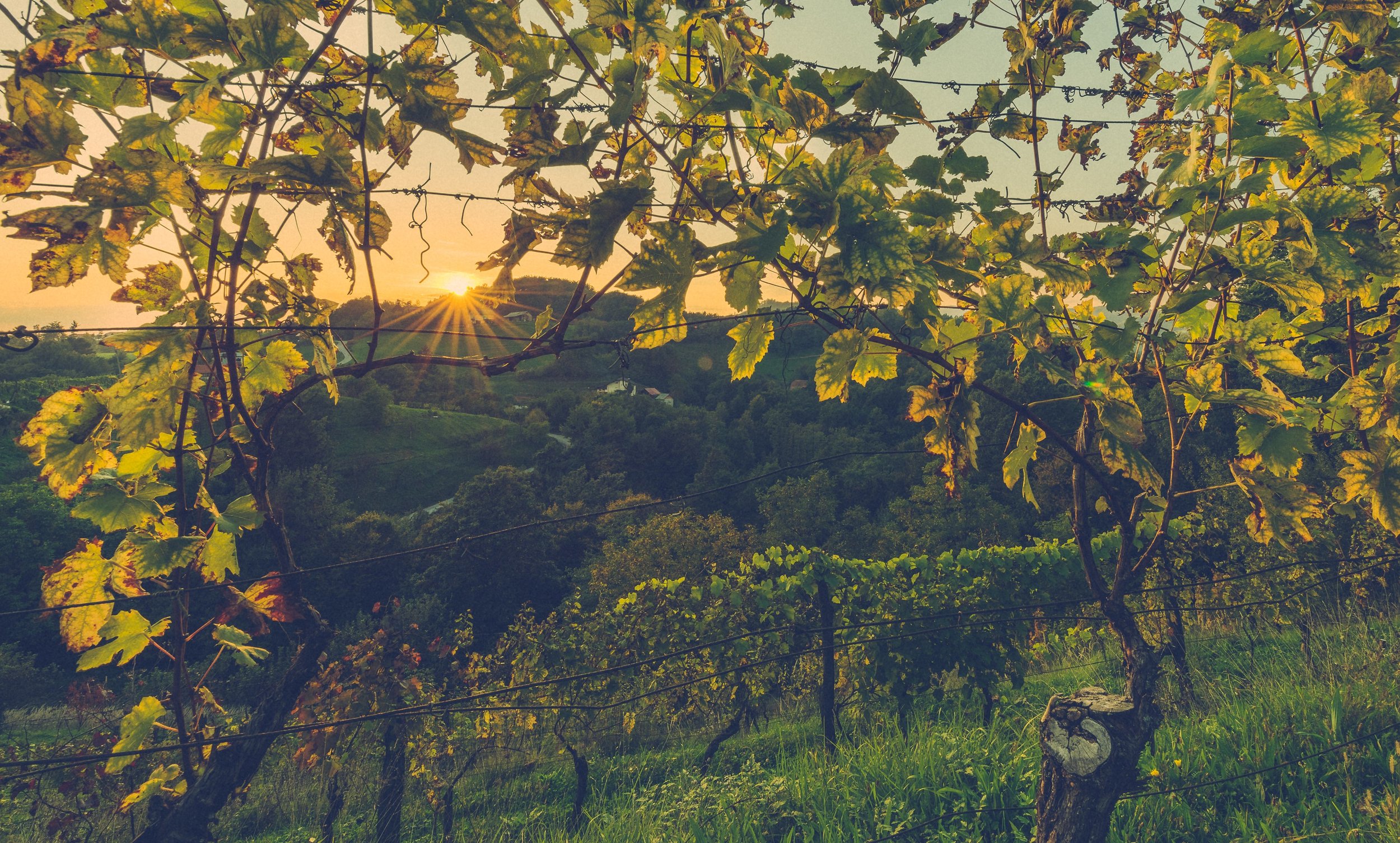 Weingut Peth
