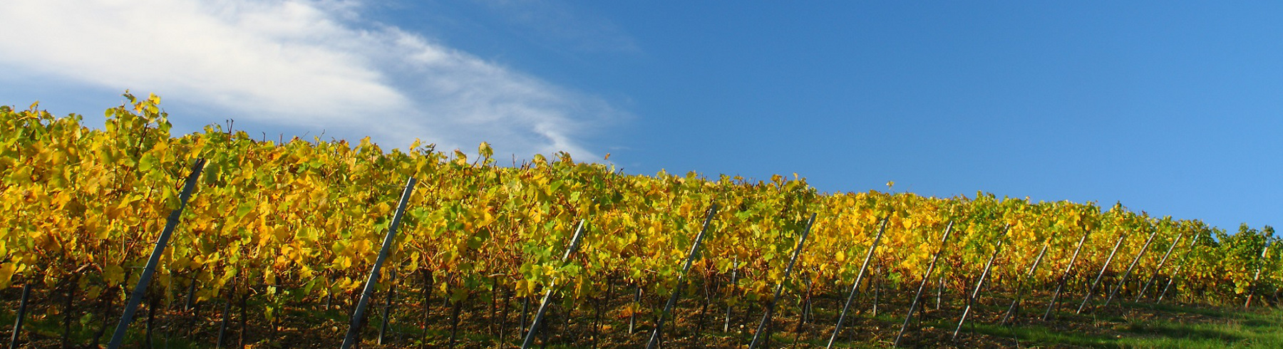 Weingut Pitthan