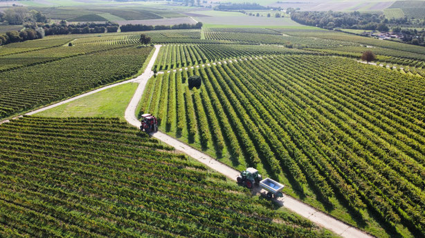 Weingut Janz