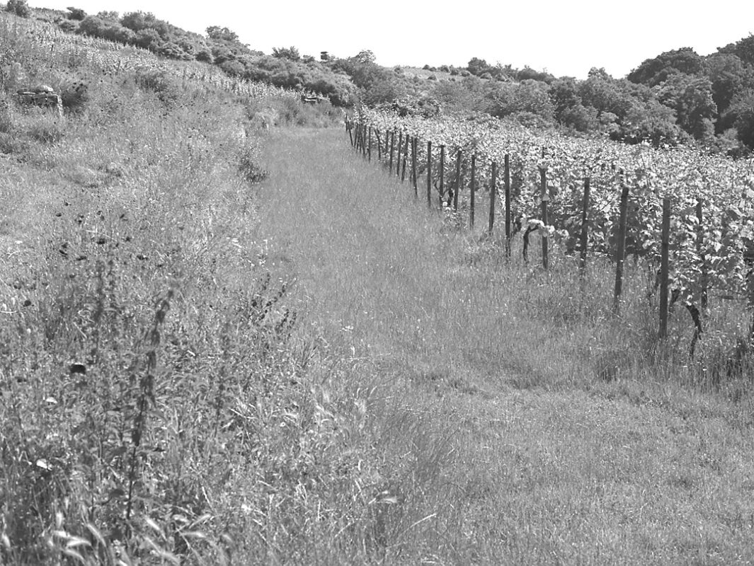 Bioweingut Weitzel