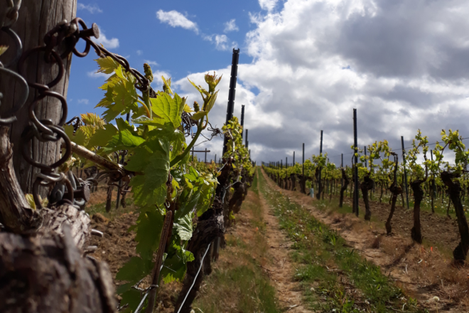 Weingut Hungermüller