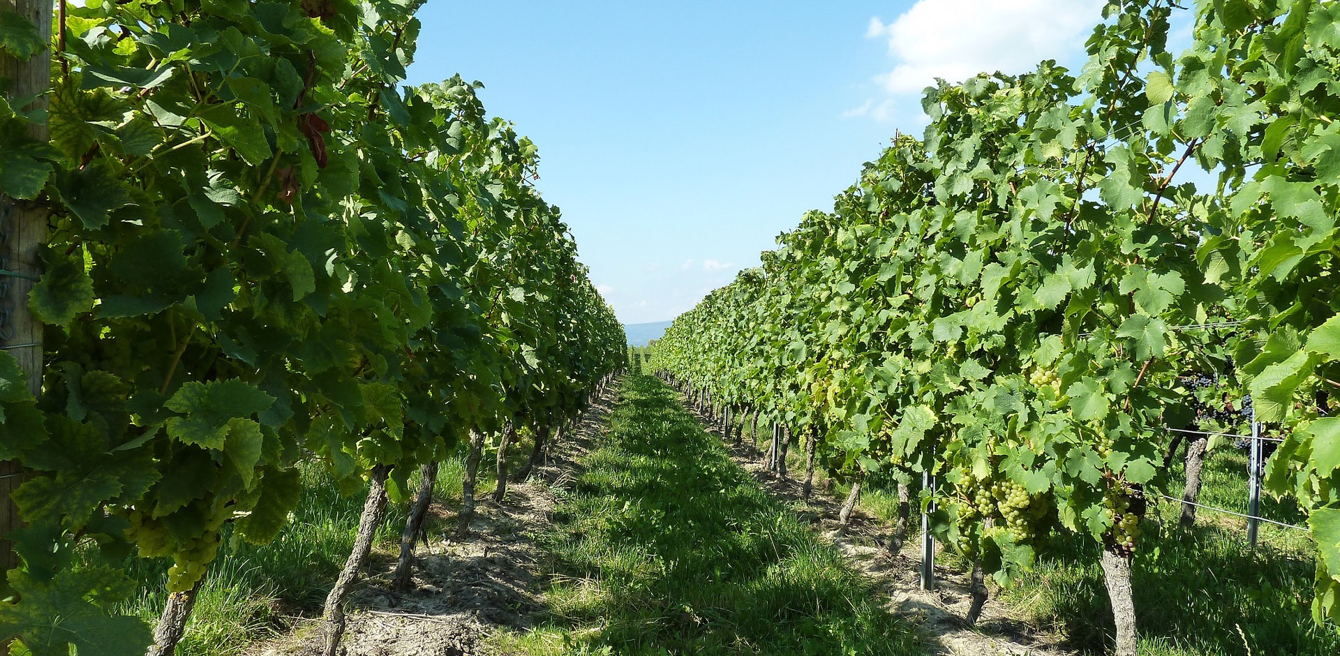 Weingut Nöth