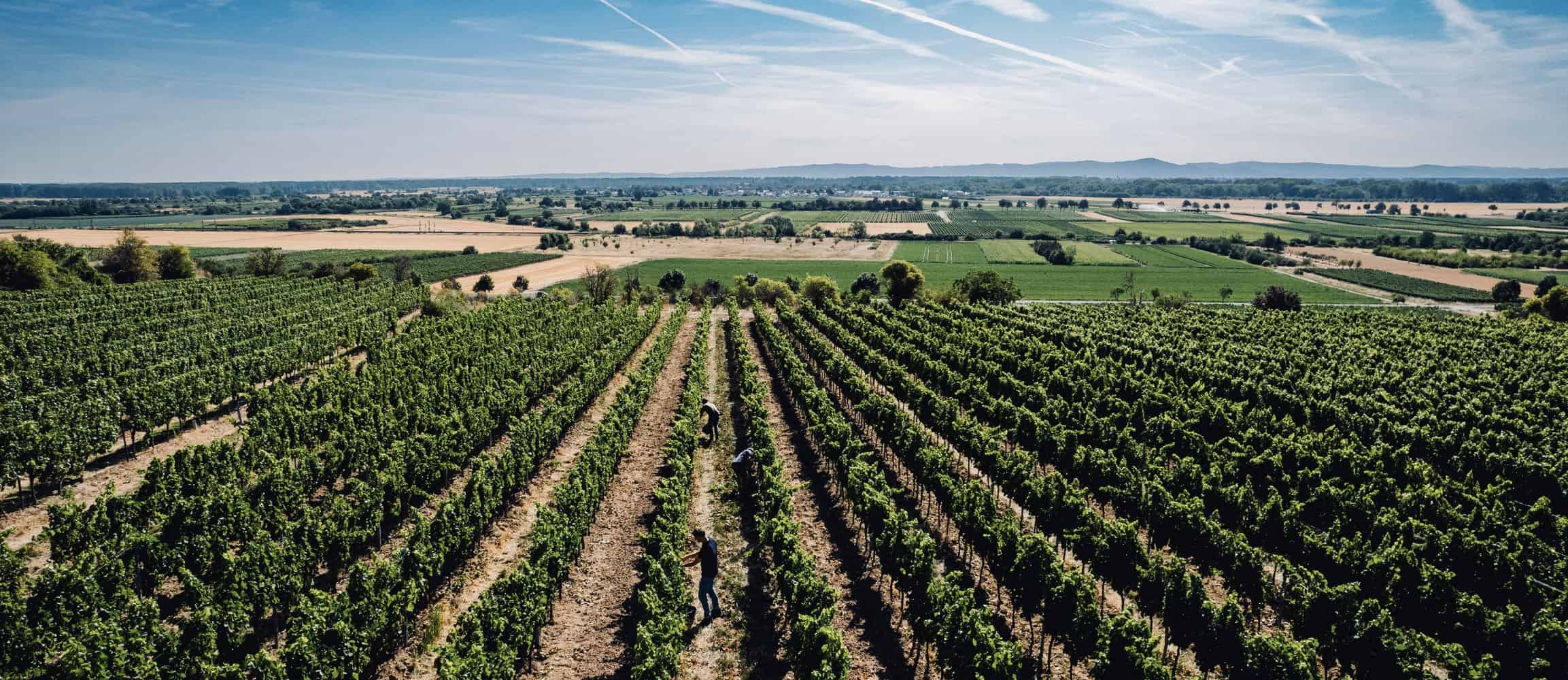 Weingut Balzhäuser
