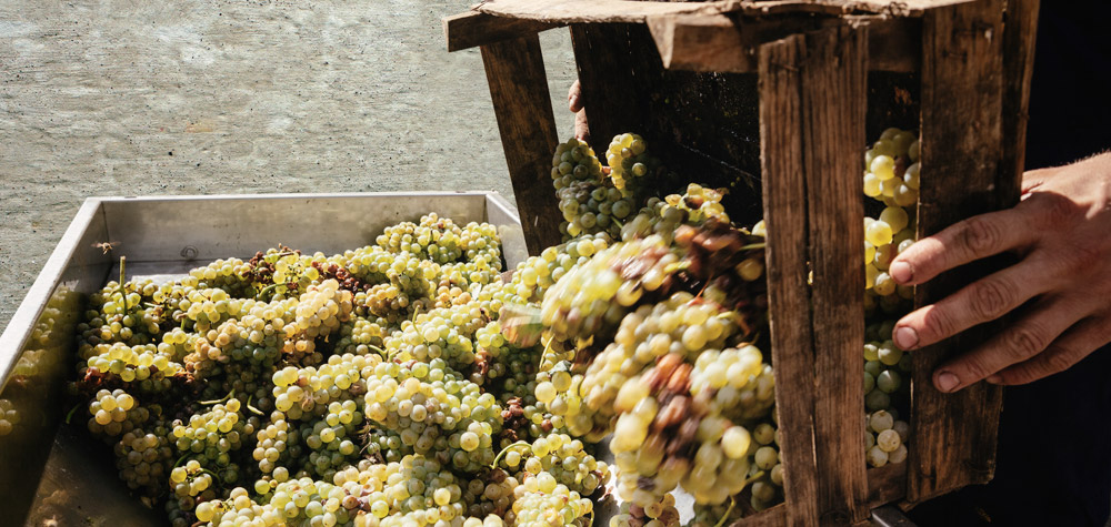 Weingut Huf