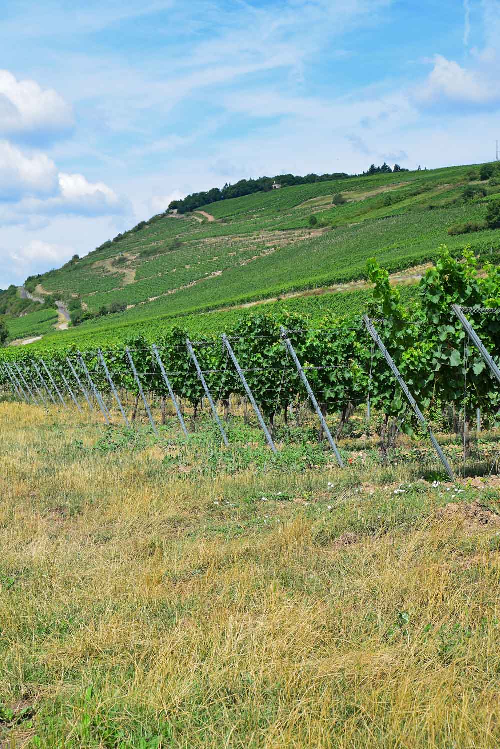 Weingut Wendel GbR