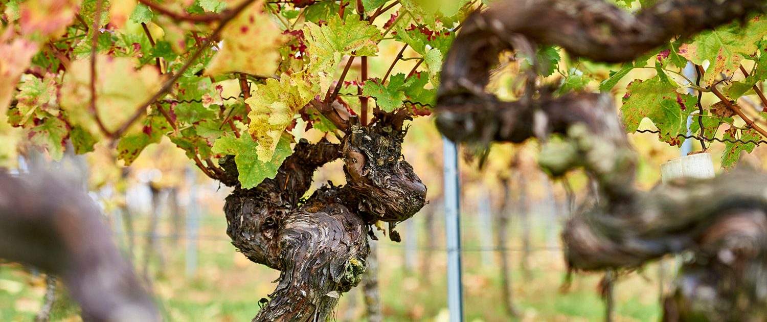 Weingut Rudolf Fauth