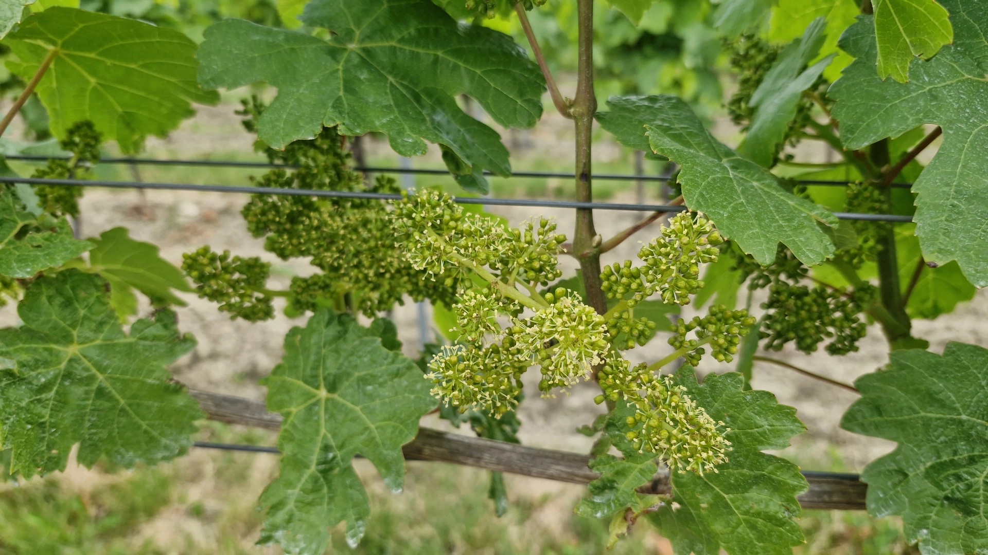 Weingut Clemens