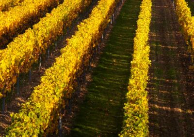 Weingut Dietmar Ziegler