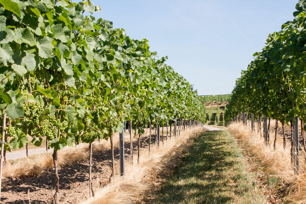 Weingut Keiper-Delp