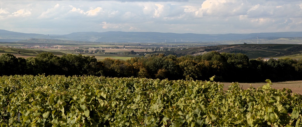 Weingut Nierstheimer